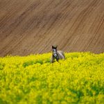 Firmy zajmujące się dostarczaniem maszyn posiadają w propozycji domyślne modele